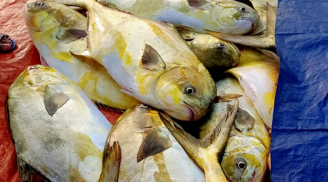 Loài cá xưa không ai ăn giờ thành đặc sản quý hiếm, giá 370.000 đồng/kg nhưng muốn thưởng thức phải đến nơi này