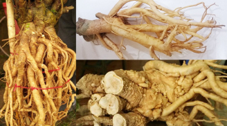 Loại củ được ví là nhân sâm của người nghèo, cực tốt cho khí huyết: Việt Nam có nhiều mà ít người biết