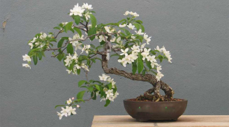 Thầy phong thuỷ dặn kỹ: trong nhà trồng 4 cây này, con cháu đời đời bình an, phát tài phát lộc
