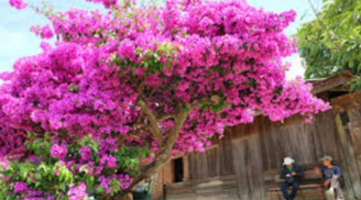 Hoa giấy thích nhất loại nước này, cứ 10 ngày tưới 1 lần là hoa nở rực rỡ, phủ kín cành cây