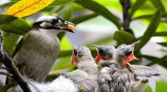 Chim mẹ luôn bỏ đói một số con khi cho các chim con ăn: Hoá ra đấy mới là khôn