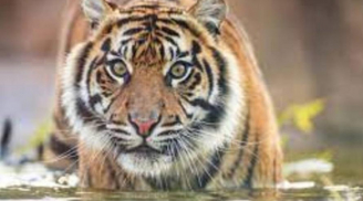 Mèo mù vớ cá rán: 3 tuổi ăn lộc trời, trước Tết 2024 mua nhà, tậu xe dễ dàng