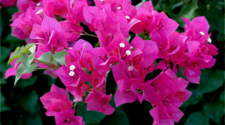 Hoa giấy ham nhất loại gia vị này: Hòa vào nước 10 ngày tưới 1 lần hoa nở đầy cành, rực rỡ quanh năm