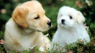 Nhà có 3 con giáp này tháng 5 may ngắn ngập tràn, tiền tài tăng vọt