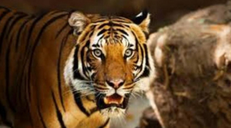 3 con giáp đỏ nhất 2024: Ngồi im hưởng phúc, tiền bạc dư dả, bạc vàng chất đống