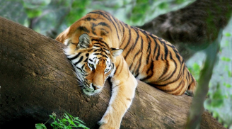 Tuần mới (15-21/5): 2 tuổi một bước lên mây, 1 tuổi khó khăn ngập lối