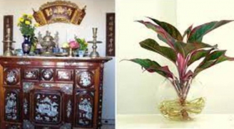 Không phải hoa cúc, hoa ly: Đây là loại cây nghe tên lộc lá phừng phừng, thắp hương mùng 1 may mắn cả tháng