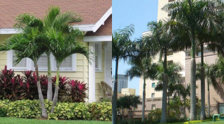 5 loại cây trồng trước cửa giúp trấn giữ của cải, phú quý không ngừng