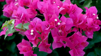 Hoa giấy trồng mãi không chịu nở? Dùng 3 chiêu này, hoa nở liên tục, rực rỡ quanh năm