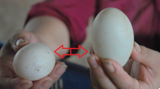 Trứng vịt có quả xanh quả trắng: Nên chọn vỏ màu gì là bổ nhất?