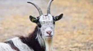 Đúng 13h ngày 28/5: Được Tam Hội chiếu cố, Cát tinh vẫy gọi, 3 con giáp chạm đỉnh thành công bơi trong biển tiền