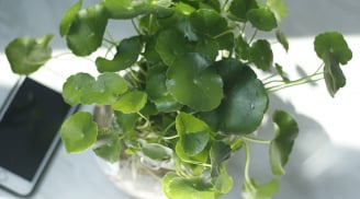 4 cây cảnh “đậm mùi tiền”, trồng chỗ nào trong nhà cũng thu hút tài lộc, giàu sang phú quý trong gang tấc