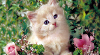 Phật Bà đưa lối: 4 tuổi hoan hỷ nhận lộc trời, may mắn ngập tràn, giàu lên trong chớp mắt 77 ngày tới