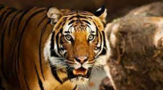 Chuột sa chĩnh gạo: 3 con giáp gặp thời đổi vận, tiền tỷ rót đầy túi, giàu có vang danh trong 10 ngày tới