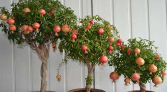 Thầy phong thuỷ dặn kỹ: trong nhà trồng 3 cây này, con cháu bình an, phát tài phát lộc