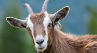 Mệnh Trời đã định, 4 con giáp như thỏi nam châm hút tiền, sự nghiệp hiển vinh, chẳng bon chen vận may tự đến