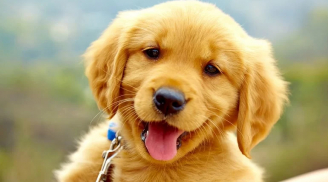 Thời tới cản không nổi: 3 tuổi tài lộc quấn thân, cầu được ước thấy từ tháng 7 đến tháng 10/2023