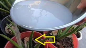 3 loại nước mùa hè đừng tưới vào cây cảnh, cứ đổ vào cây khô, lá rụng