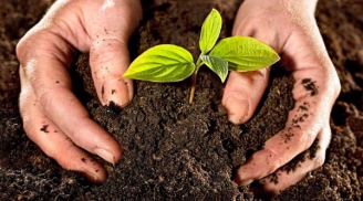 3 ‘chiêu’ giúp đất luôn màu mỡ tơi xốp cho cây phát triển xanh tốt mà không cần mất công thay đất