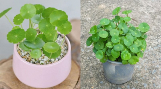 5 loại cây nghe tên là ‘ngửi thấy mùi tiền’, trồng trong nhà Thần Tài ghé thăm liên tục