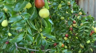 Người xưa dặn ‘Tứ cây tại gia, phúc khí hưng thịnh’, cha mẹ trồng con cháu hưởng phúc