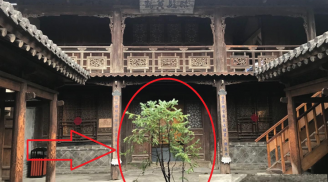 Thầy phong thủy mách: 'Tứ cây tại gia, phúc khí hưng vượng', con cháu 3 đời giàu