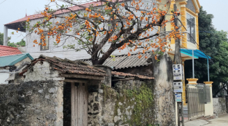 Ông bà trồng 6 loại cây, con cháu hưởng giàu sang, phú quý đến 3 đời