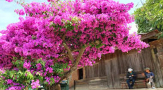 Hoa giấy chỉ tưới nước lã chưa đủ: Hòa vài thìa này vào, cây không lo vàng lá, hoa nở rộ quanh năm