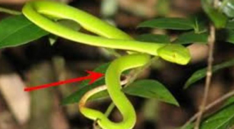 Vườn nhà có 5 cây 'rắn mê như điếu đổ' phải đặc biệt chú ý, nhất là loại cây đầu tiên