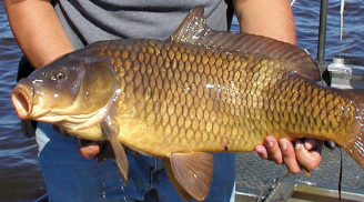 Bật mí loại cá bổ ngang nhân sâm, tổ yến, giá bình dân bán đầy ngoài chợ: Ai không ăn thì phí