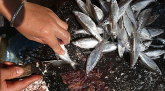 Loại cá nhiều chất bổ, giá bình dân bán đầy ngoài chợ: Ai không ăn thì phí