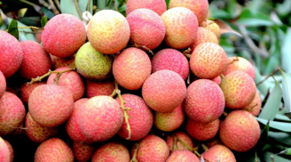 4 loại quả đặc sản của Việt Nam được săn đón, dù giá cao vẫn đắt hàng
