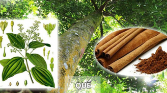 Loại cây được xếp vào 'tứ đại danh dược', Việt Nam nhiều vô kể