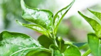 Loại lá đầy vườn không ai hái, giàu canxi gấp 2 lần sữa, đem nấu canh vừa ngon vừa trị nhiều bệnh