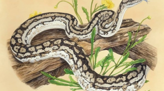 Tuần cuối tháng 7: 4 tuổi như Rồng cưỡi mây, giàu sang đầu bảng, mua nhà mua xe chỉ trong tích tắc