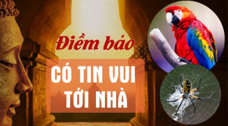 Các cụ dặn: Thấy 5 con vật bay vào nhà là 'đệ tử' Thần Tài, quý nhân mang tin vui đến
