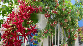 3 loại hoa có vẻ ngoài “đẹp mê mẩn”nhưng cần nghĩ kỹ trước khi trồng kẻo người nhà, hàng xóm phàn nàn