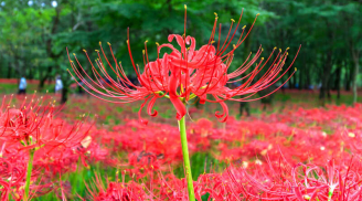 4 loài được mệnh danh “cỗ máy ra hoa”, đẹp mỹ miều nhưng ít ai muốn trồng, cần cẩn thận kẻo rước hoạ