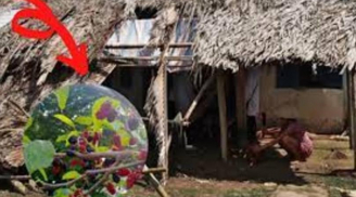 Người xưa nhắc nhở '5 cây vào nhà thì nhà nghèo', đó là 5 cây nào, sao không được trồng tùy tiện