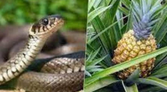 6 loại cây trồng rắn mê như điếu đổ, 3 loại khiến chúng né xa chẳng bén mảng