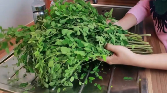 Loại rau dễ bị nhầm lẫn là rau ngót, mọc dại đầy vườn, dinh dưỡng cao hơn gấp 10 lần