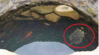 Tại sao người xưa đào giếng xong lại ném một con rùa vào đó?