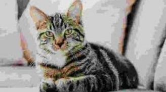 Đúng 9h sáng 4/8, Cát Tinh nâng đỡ 3 con giáp tiền vào như nước, một bước đổi đời lên tiên