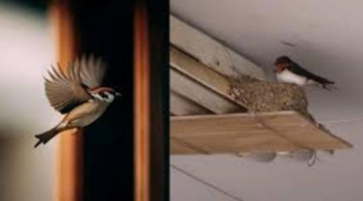 Người xưa nói rõ: 2 loài chim vào nhà, nhất định có chuyện vui, hãy bảo vệ chúng