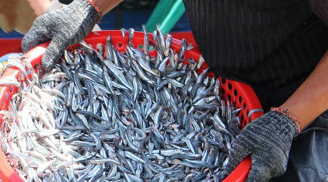 Đi chợ gặp 5 loại cá này thì mua ngay, đảm bảo cá tự nhiên, thịt chắc ngon, giá chỉ 15 nghìn/kg
