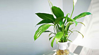 6 loại cây mời gọi tài lộc, trồng ở ban công gia chủ giàu có phát tài
