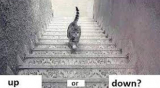 Con mèo đang đi lên hay đi xuống: Câu trả lời sẽ tiết lộ năng lực đặc biệt và vận mệnh của bạn