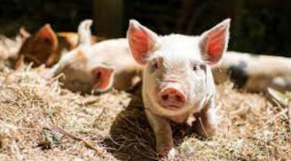 Cuối tuần (12-13/8): Tiền bạc lũ lượt tìm đến nhà, 3 con giáp cuộc sống giàu sang phú quý không ai bằng