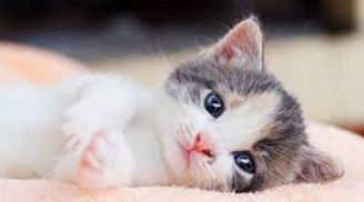 Trời thương người tài đức: 3 con giáp rũ bùn đứng dậy, gặp vận may phất lên trông thấy trong 99 ngày tới