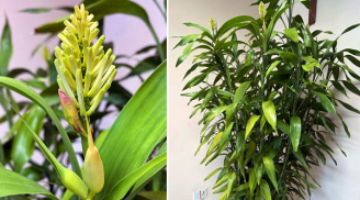 5 cây phong thủy hiếm nở hoa, nở ở nhà nào là gọi may mắn về cho gia chủ